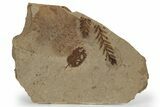 Fossil Plant (Metasequoia, Betula) Plate - McAbee, BC #248904-1